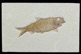 Detailed, Knightia Fossil Fish - Wyoming #78303-1